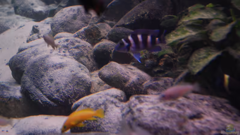 150 Kilogramm Flusssteine von Rob Van Der Velde (8)