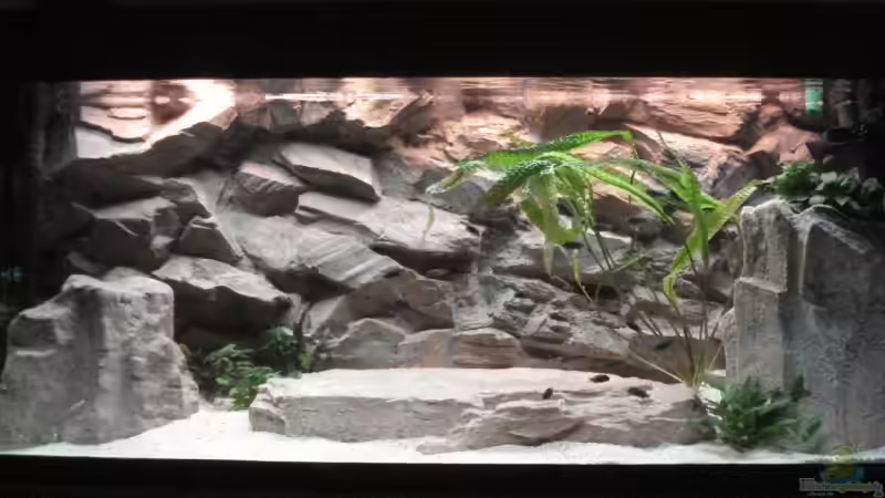 150x50x60 TanganjikaBecken