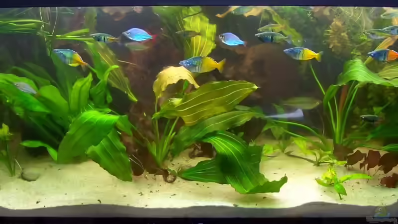 16. Juni 2013 von Peter Walenciak (14)