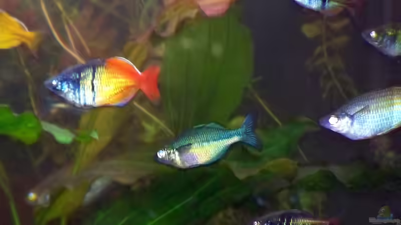 16. Juni 2013 von Peter Walenciak (48)