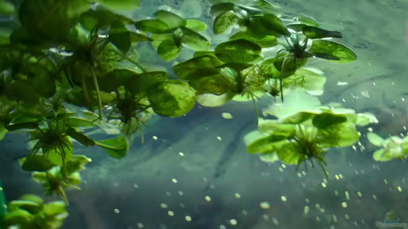 16. Kleiner Froschbiss von Daniela (21)