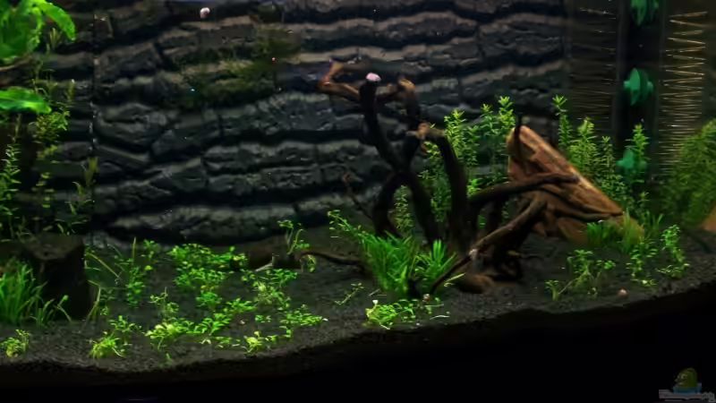 16.01.09 rechte Seite ;) von Dani B (5)