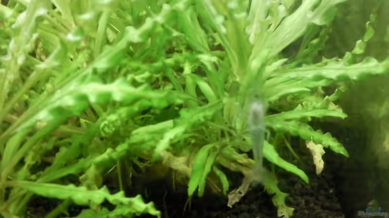 16.01.2010 auch Schwangere haben hunger (Shirakura Ebi Dama) von lützkopf (45)