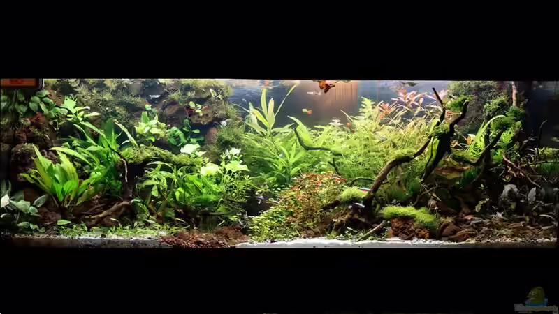 16.01.2017. 3 Wochen nach Neuanfang von brimar67 (13)