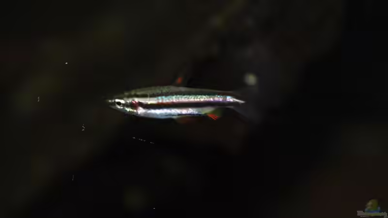 16.02.13 ~ Zwergziersalmler (Nannostomus marginatus) von Quyrill (43)