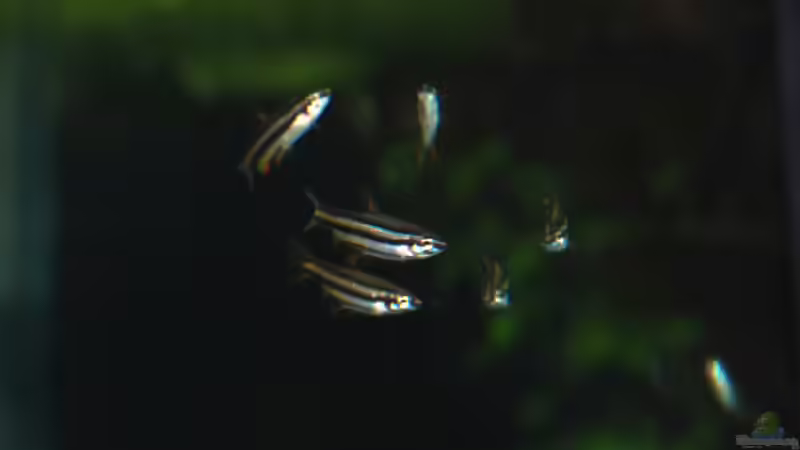 16.02.13 ~ Zwergziersalmler (Nannostomus marginatus) von Quyrill (44)