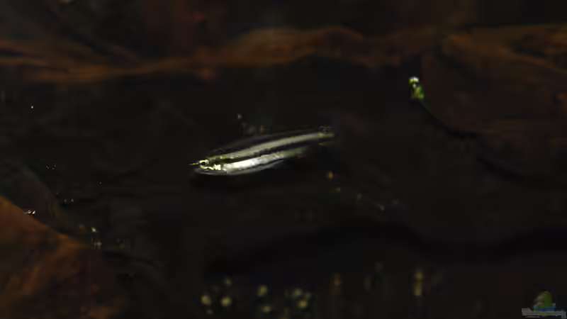 16.02.13 ~ Zwergziersalmler (Nannostomus marginatus) von Quyrill (45)