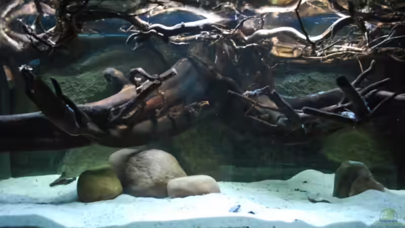 16.02.13 von Amazonasbecken.eu (2)