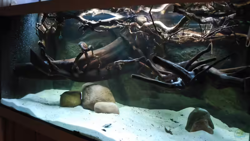 16.02.13 von Amazonasbecken.eu (3)