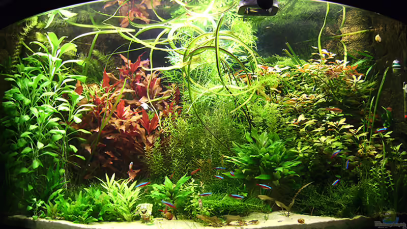 16-02-2009 von Tiberius (1)