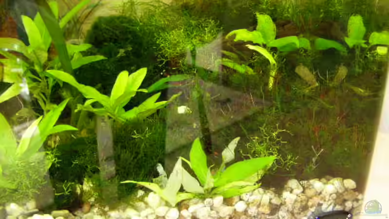 16.02.2010 leider mit Spiegelung von SeLo (7)