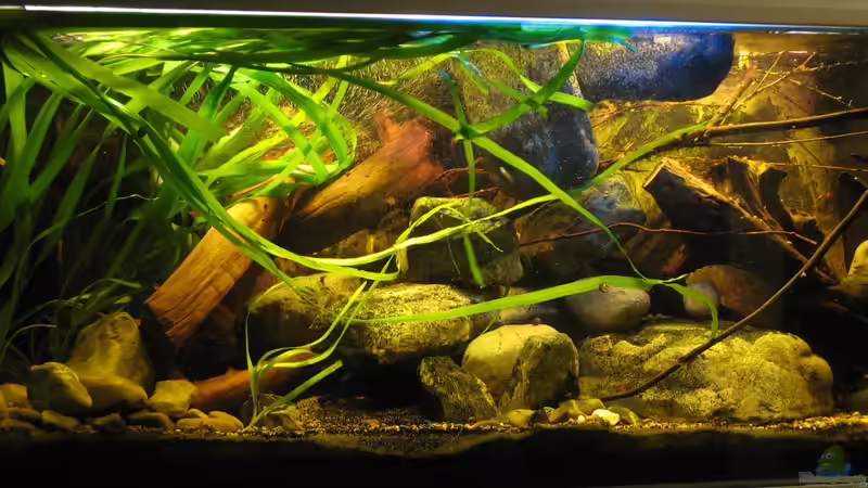 16.02.2014 Wasser wird immer mehr zum ´Klarwassertyp´ von der Theoretiker (5) (6)