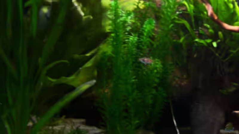 16.02.2015 von Schratze (46)