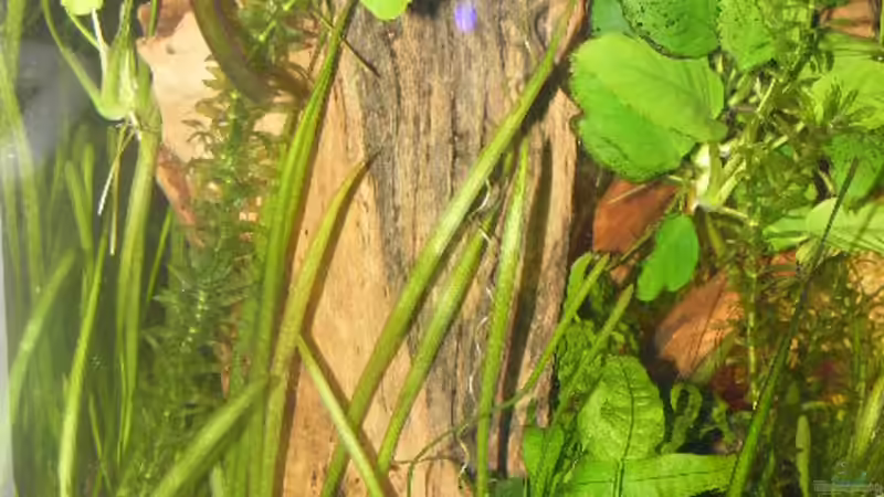 16.03.09 von Krätzchen (11)