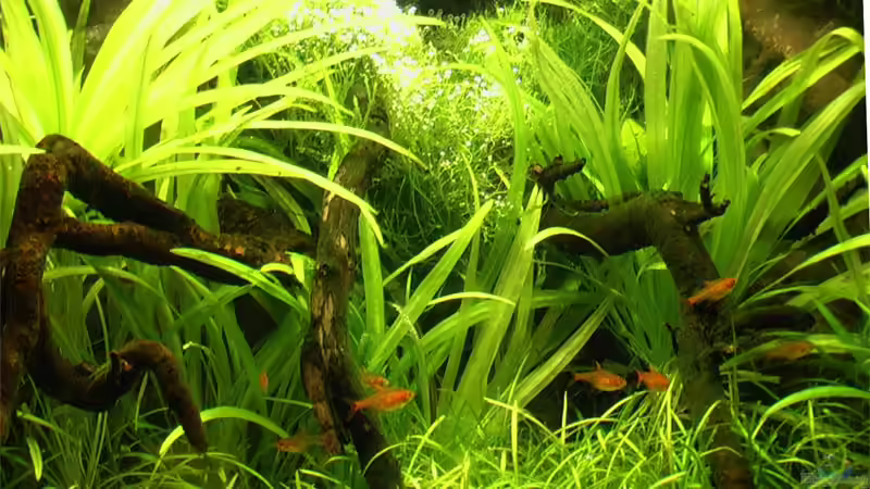 16.03.2006 Beckenmitte von Tilo Schmiedl (7)