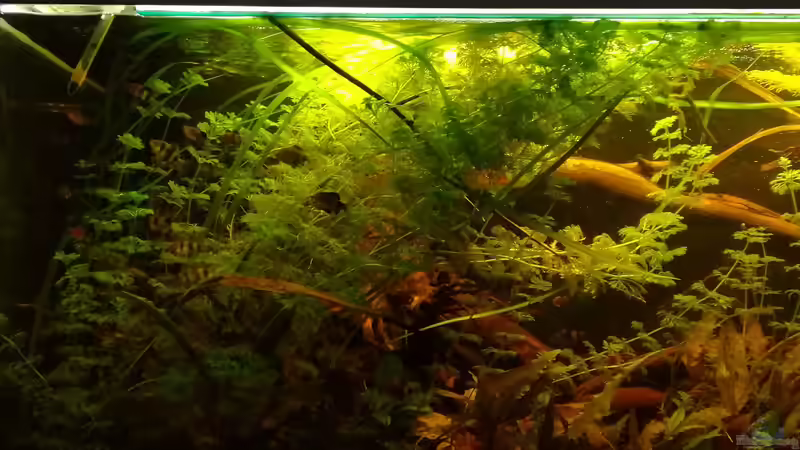 16.03.2018 Barben im Pulk von der Theoretiker (3)