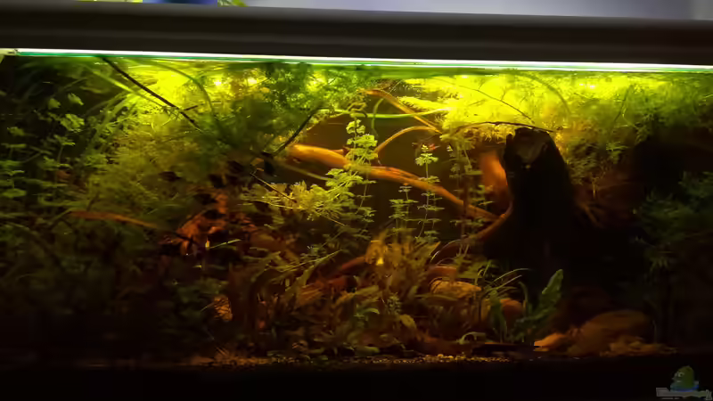 16.03.2018 von der Theoretiker (4)