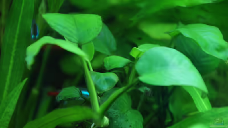 16.04.15 von Aniram (10)