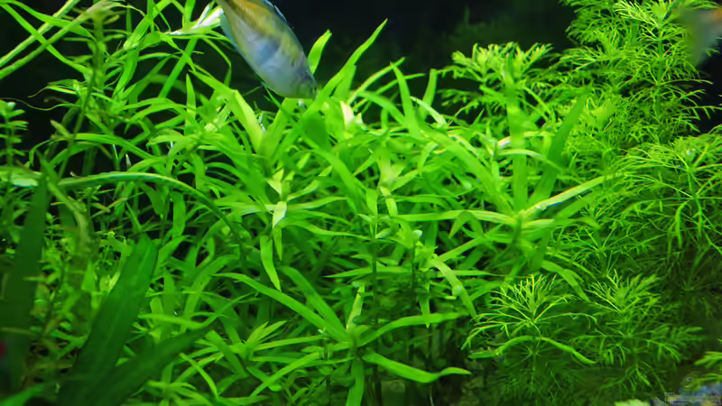 16.04.15 von Aniram (11)