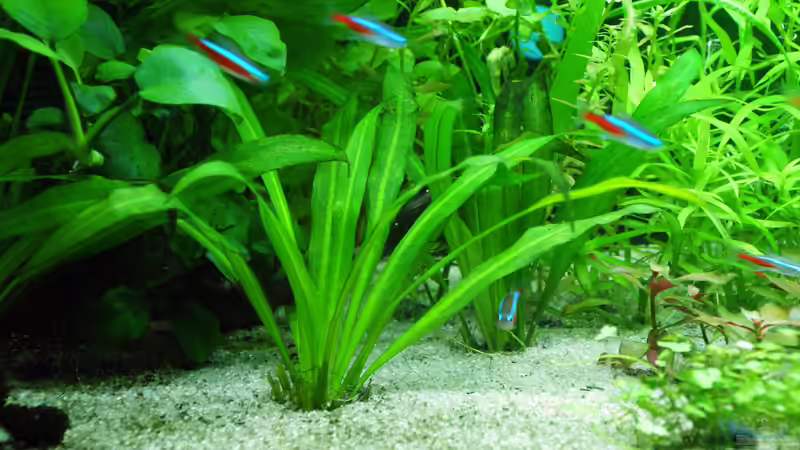 16.04.15 von Aniram (5)