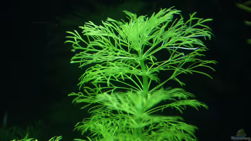 16.04.15 von Aniram (6)