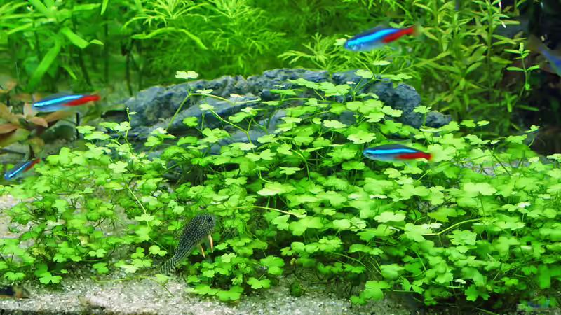 16.04.15 von Aniram (8)