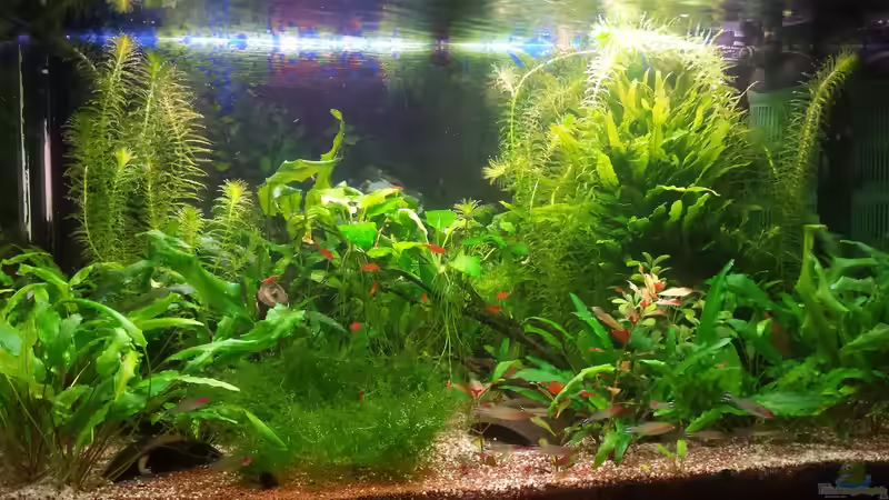 16.04.2016 von JohnnyWishbone (13)