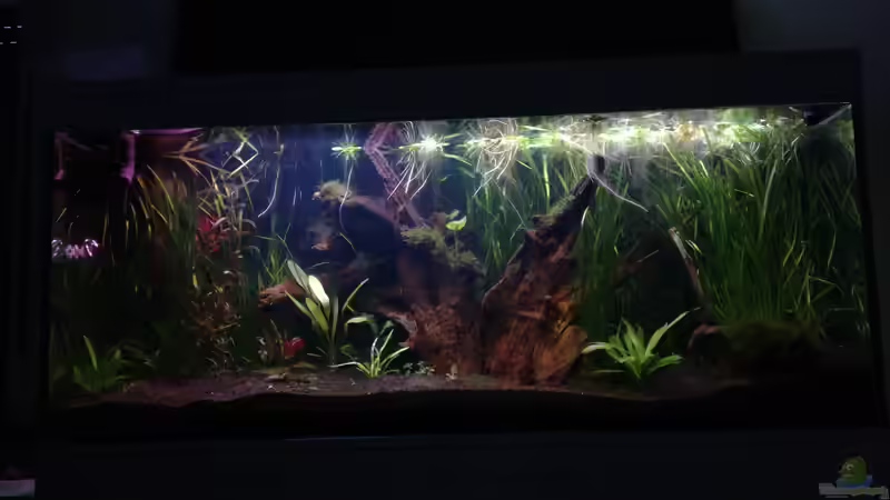 16/05/2019 von Lance Hardwood (9)