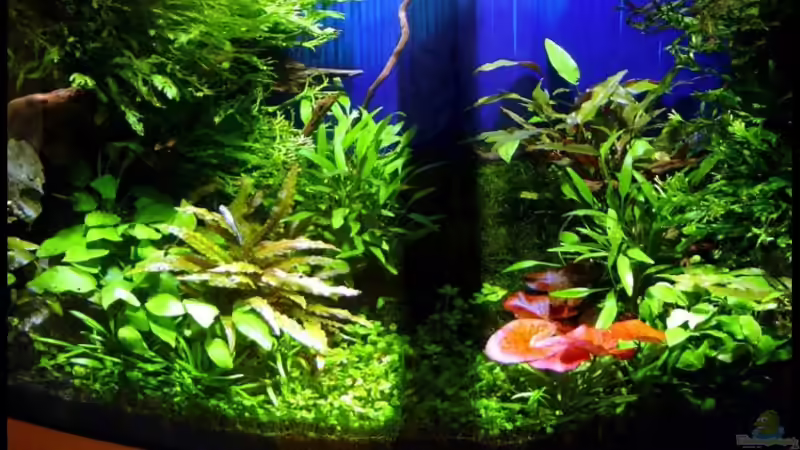 16.06.2006 Frontansicht. von David Weidenbacher (1)