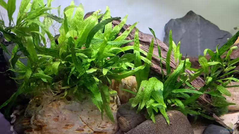 16.06.2015  Javafarn wächst gut von okefenokee (13)