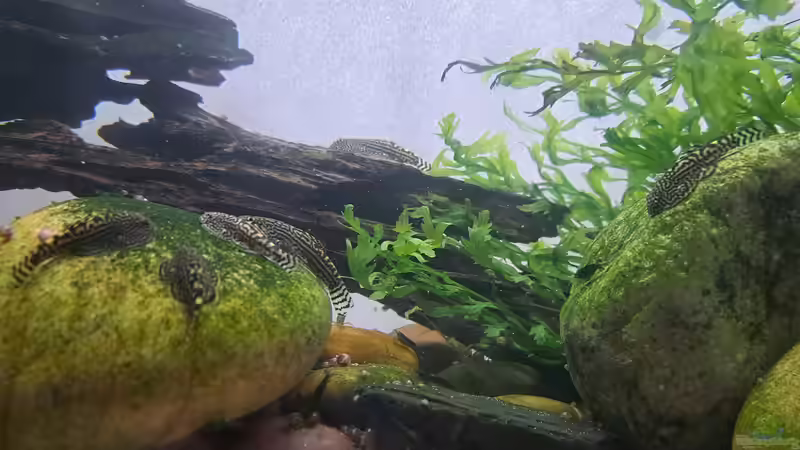 16.06.2025 Sie sind groß geworden von okefenokee (38)