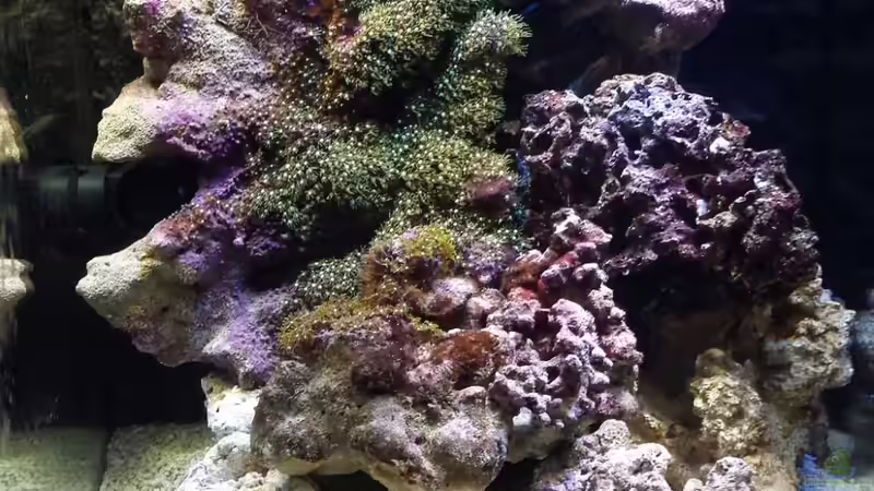 16.07.13 mit 6 Kg Lebendgestein mehr von Amazonasbecken.eu (5)