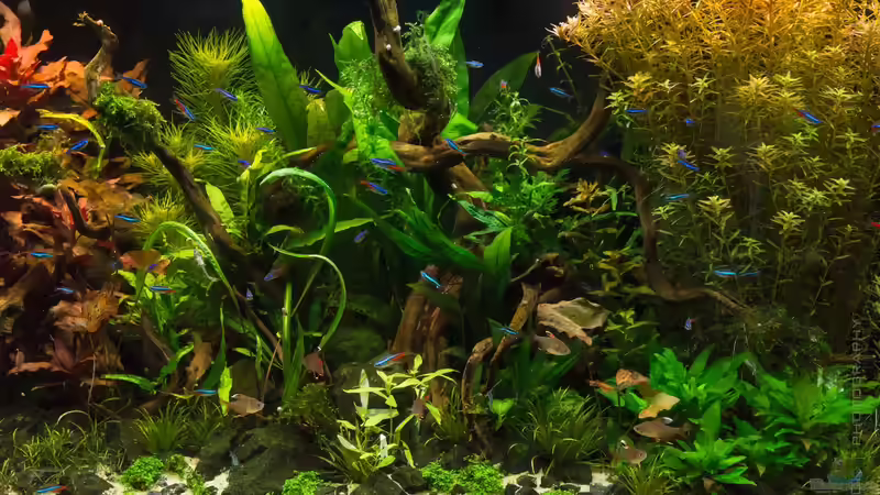 Pogostemon erectus im Aquarium (Einrichtungsbeispiele mit Indische Sternpflanze)