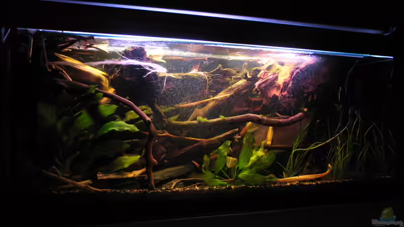 16.07.2015 aktuelles Bild mit Diffusor von links von der Theoretiker (10)