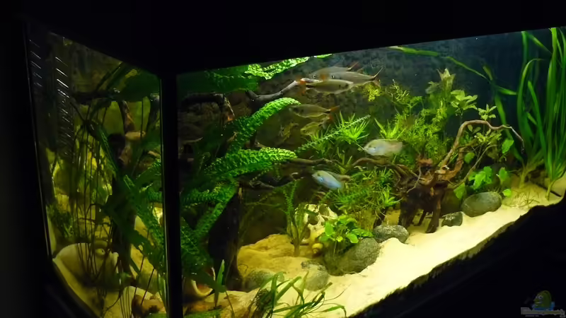 16.08.2010 von Romulus71 (17)