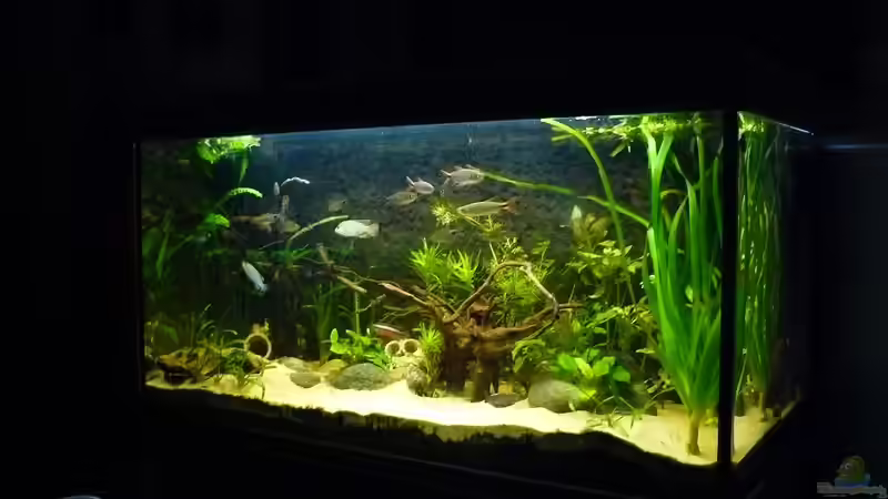 16.08.2010 von Romulus71 (18)