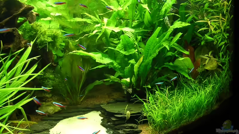 16.08.2011 von Christian Grunwald (14)