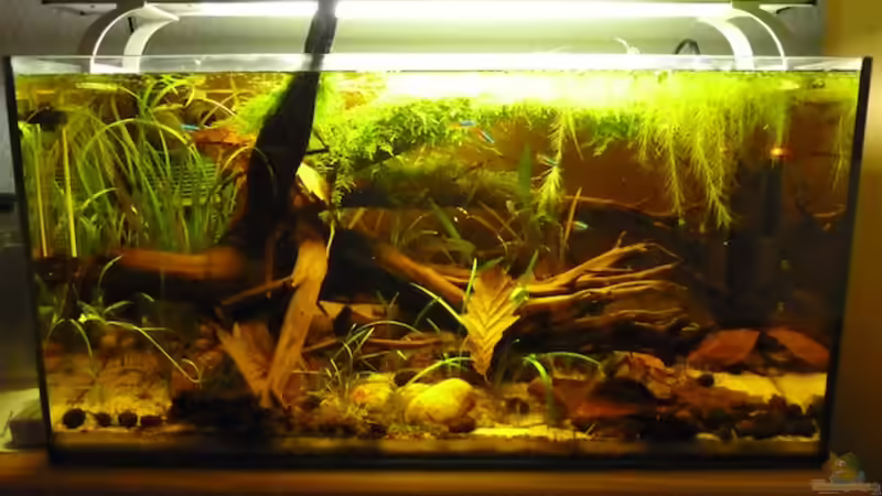 16.08.2011 von dave88 (4)