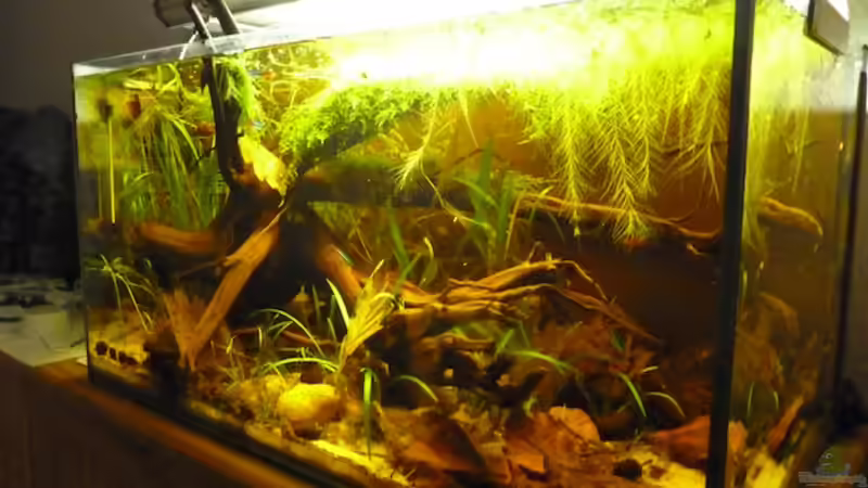 16.08.2011 von dave88 (5)