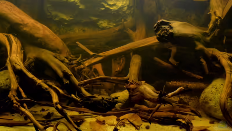 16.08.2013: Detail Links von GGuardiaNN (5)