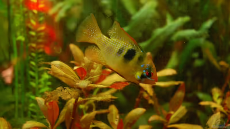 16.08.2013 Schmetterlingsbuntbarsch von Sven Seibert (86)