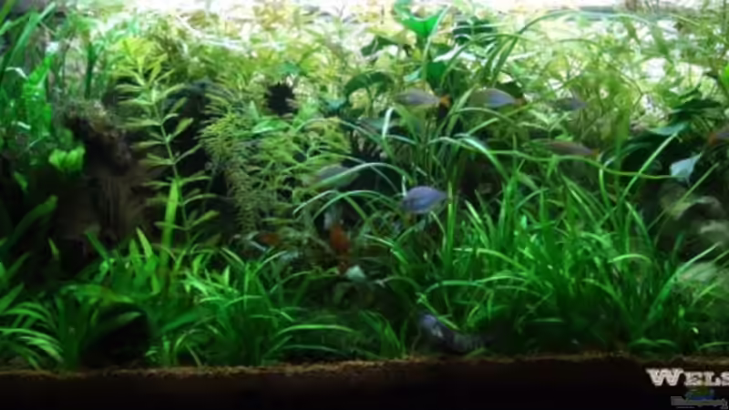 16.09.08 von Wels-fan (3)