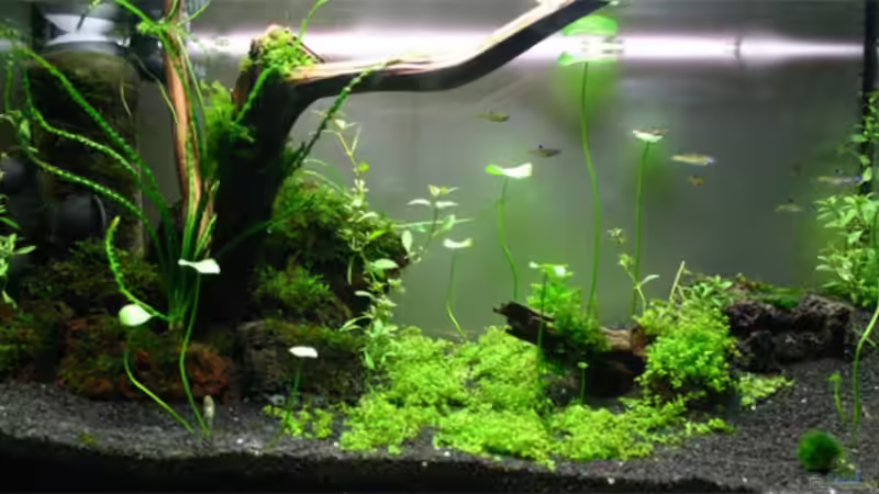 16.09.2007 von senf. (3)