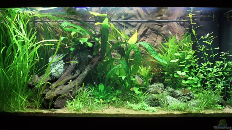 16.09.2011 von Springer (11)