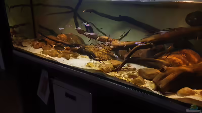 16.1.20 von Aqua fan (10)