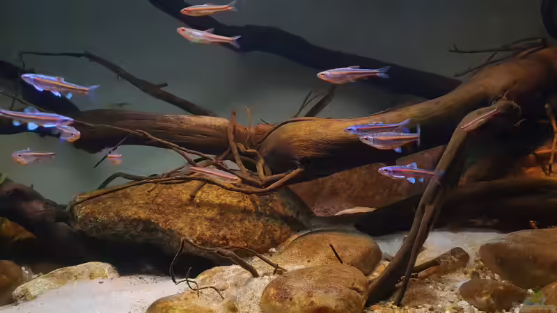 16.1.20 von Aqua fan (16)