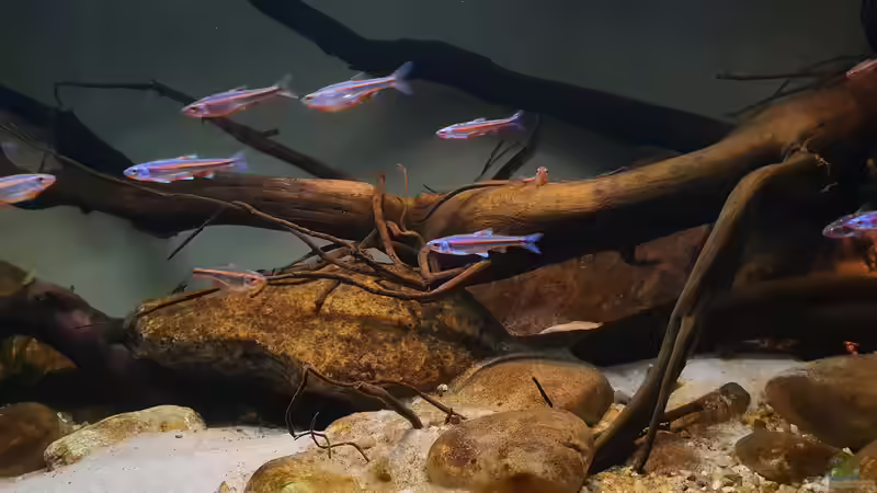 16.1.20 von Aqua fan (17)