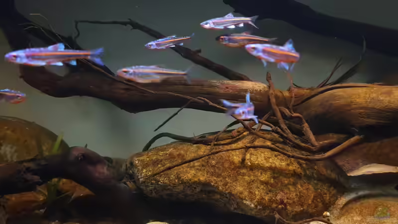 16.1.20 von Aqua fan (18)