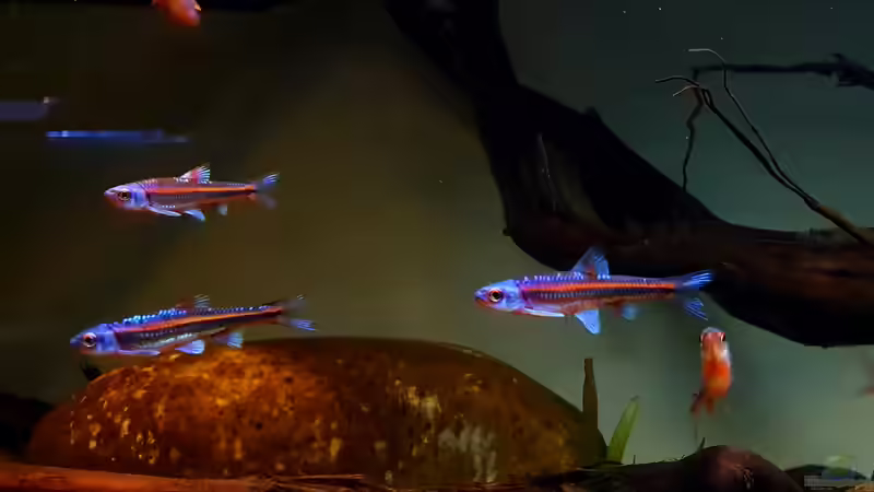 16.1.20 von Aqua fan (20)