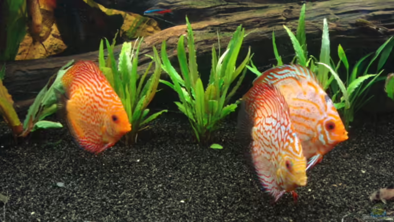 16.10.2011 von matze70 (38)